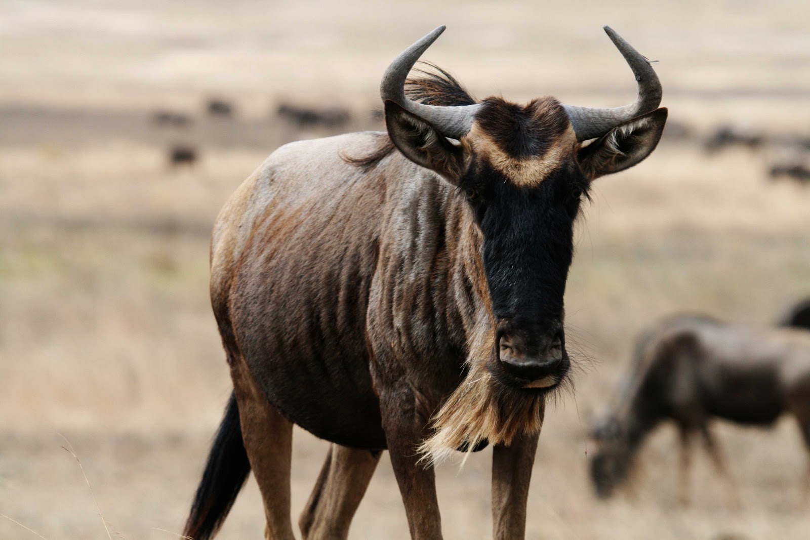 Wildebeest Wallpaper