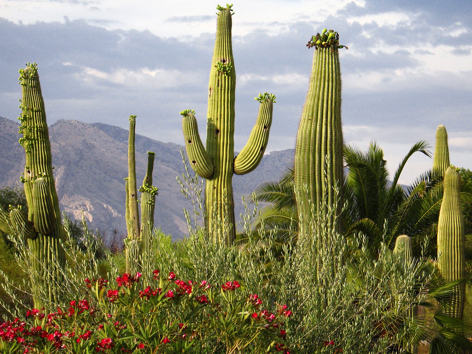 Desert Cactus HD Wallpapers