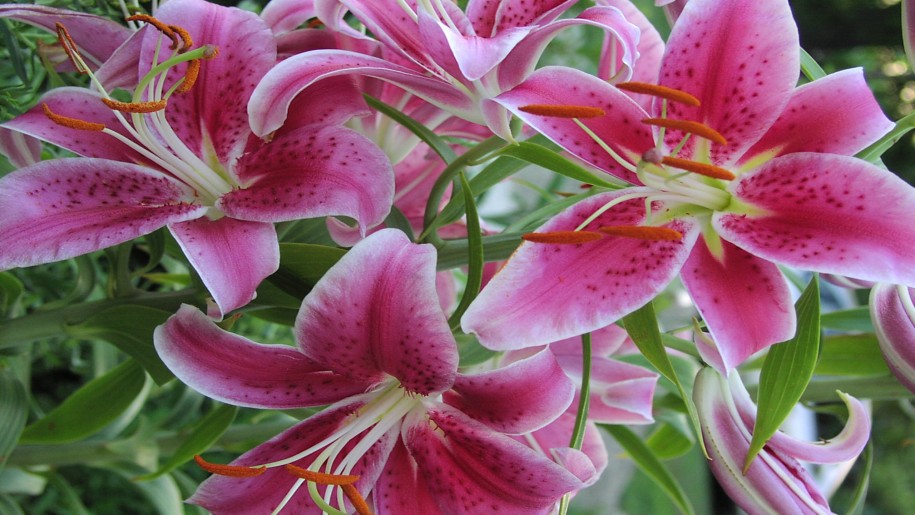 Stargazer Lily Amazing HD Wallpaper Desktop Photo Of Flowers