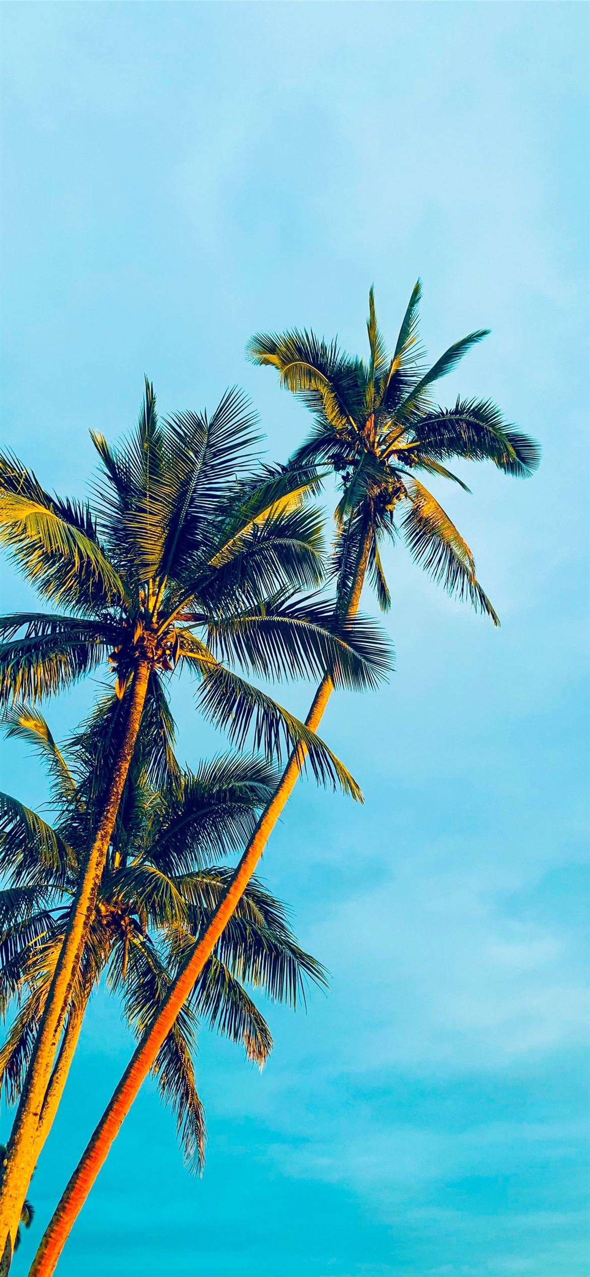 Coconut Trees Under Blue Sky During Daytime iPhone Wallpaper