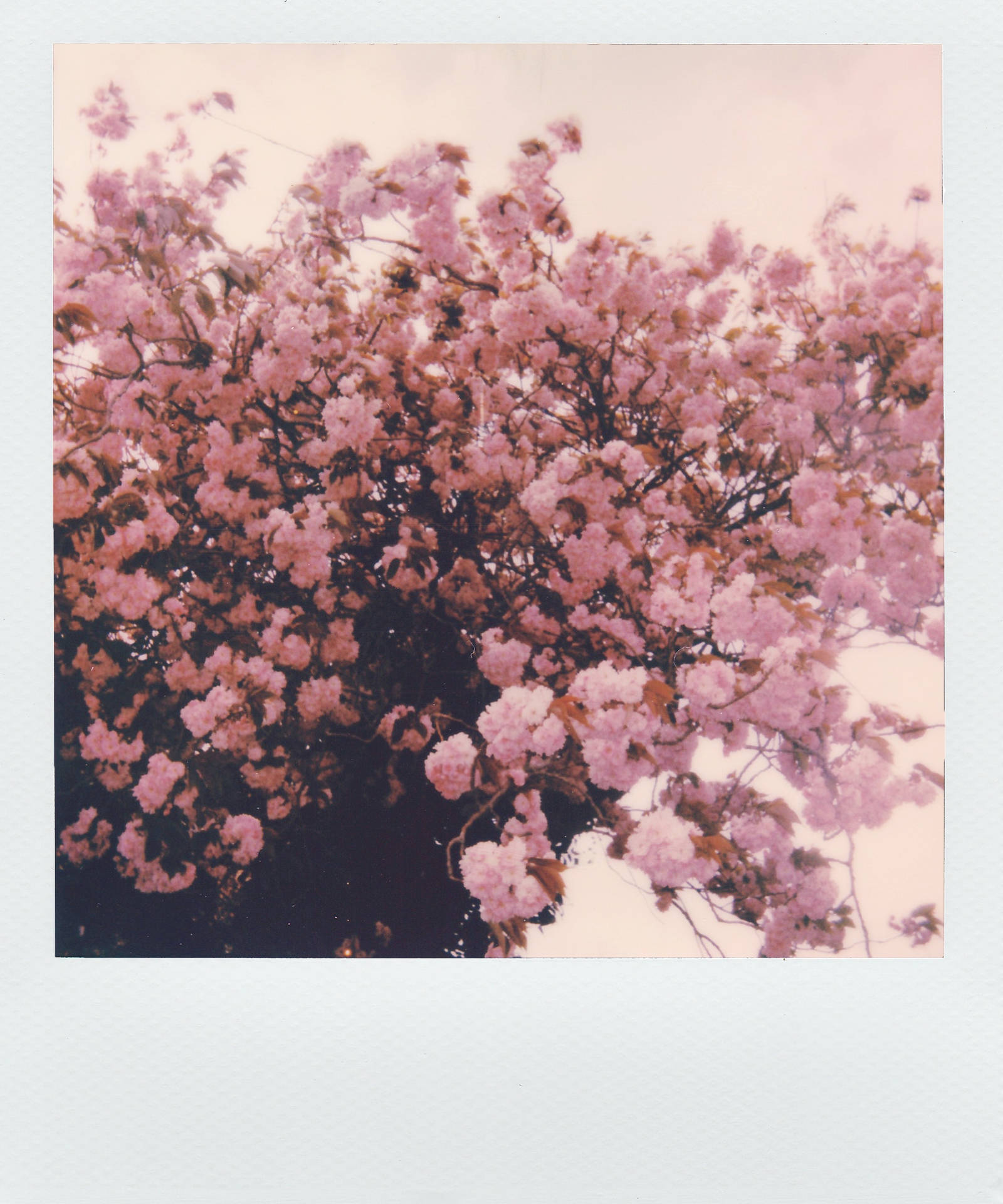 Pink Flowers Aesthetic Wallpaper