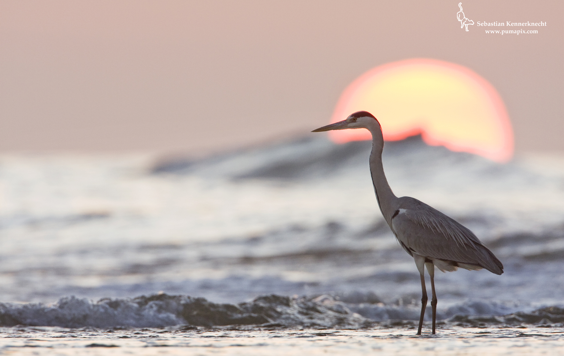 Wallpaper Grey Heron At Sunset Or You Can Click On The Image Above