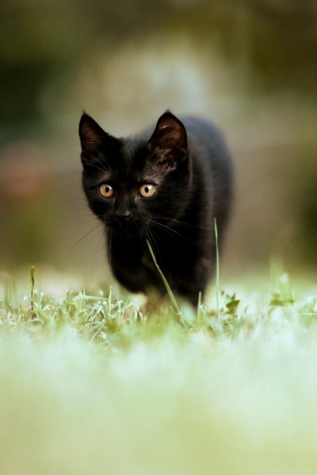 Small black cat iPhone Wallpapers iPhone 5s4s3G Wallpapers