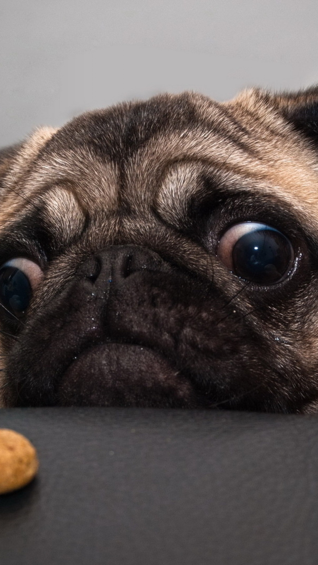 Wallpaper Pug Dog Face Sadness Cookies