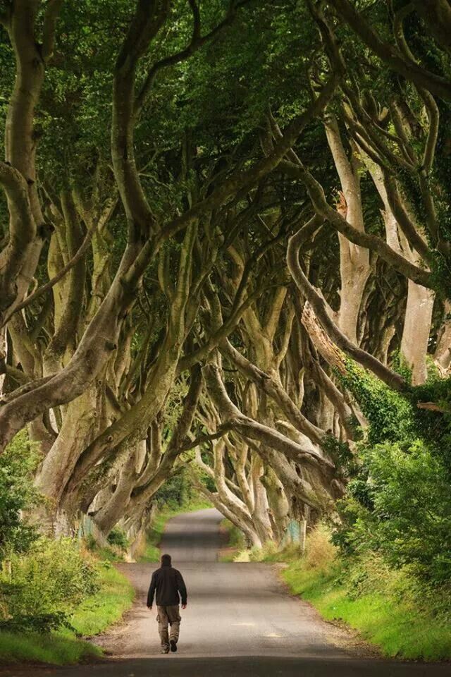 Dark Hedges Northern Ireland Beautiful Where Myths And Legends