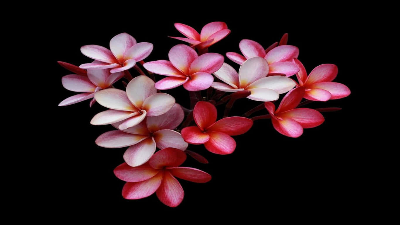 Pink Flowers Aesthetic Background Wallpaper