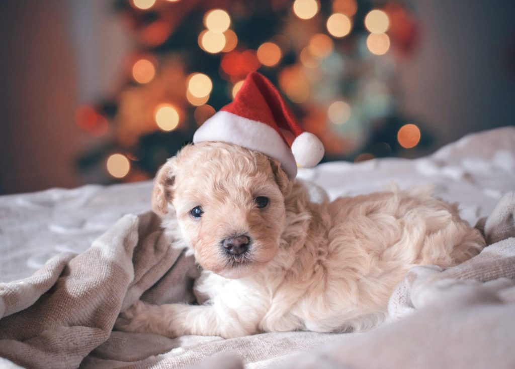 Christmas Puppy Wallpaper