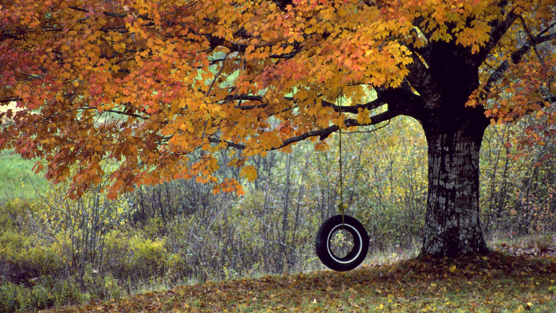 Tree With Tire Swing Wallpaper