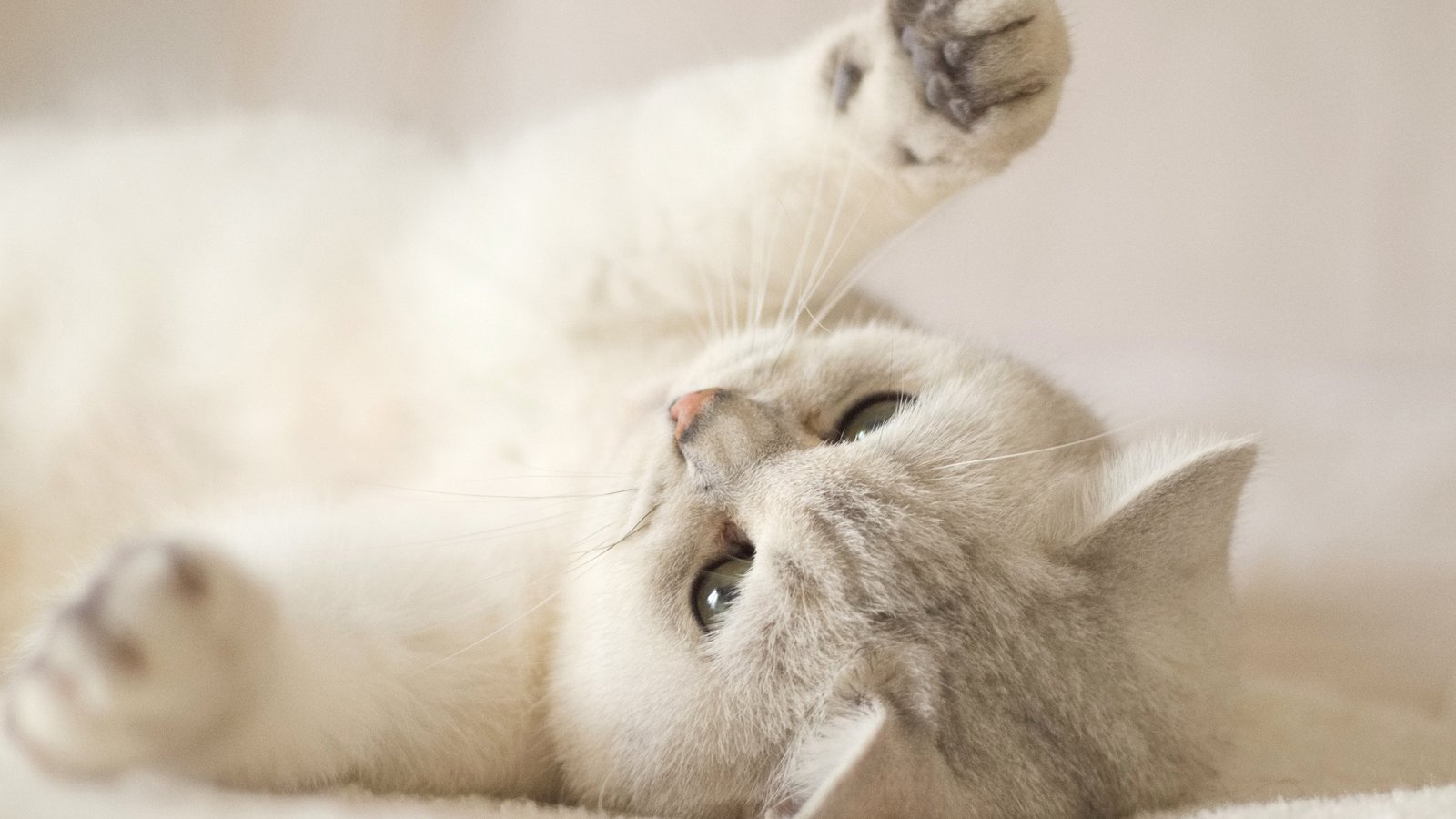 An adorable white and silver kitten lies on its back, playfully reaching its paws towards the camera. Its captivating green eyes and soft fur add to its irresistible charm