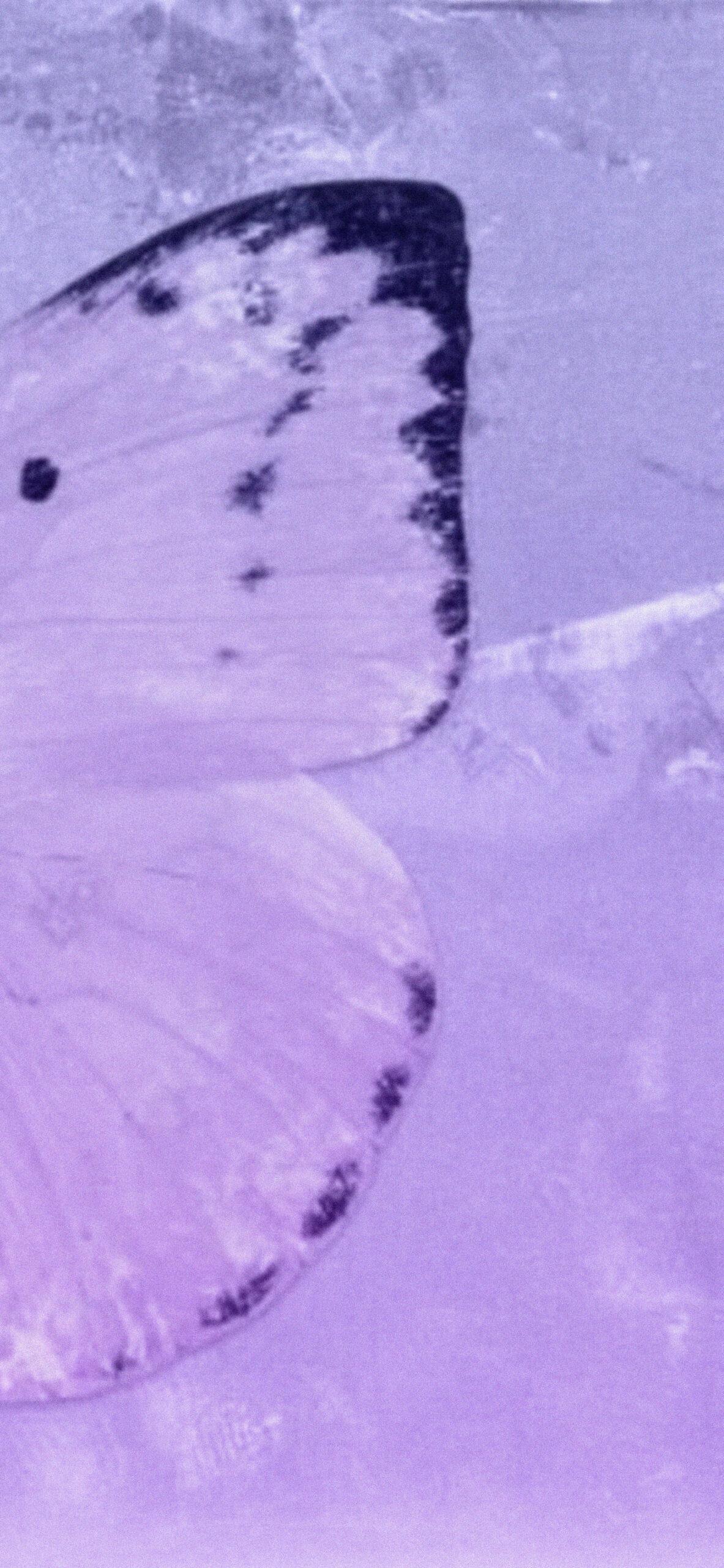 Light Lavender Aesthetic Wallpapers   Aesthetic Purple Wallpapers
