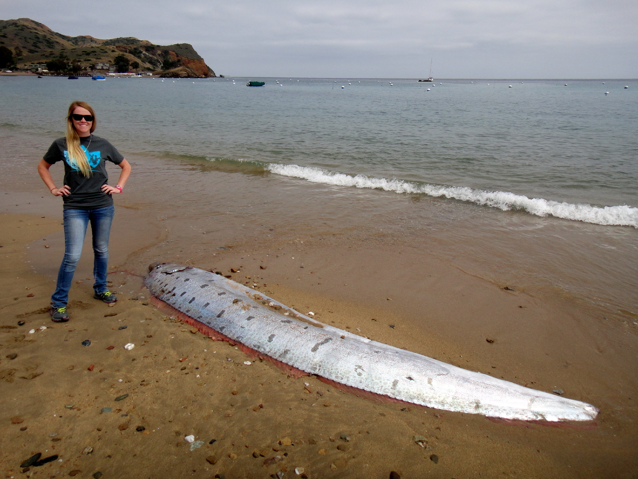 Rare Sea Serpent Oarfish Found On California Island