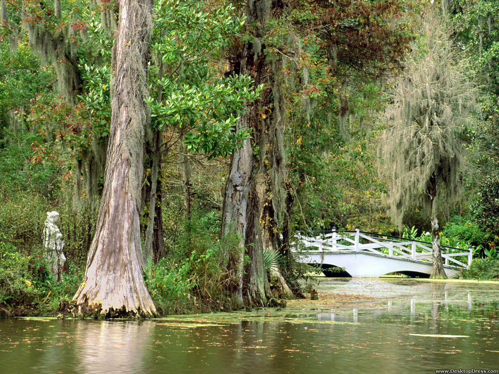 Desktop Wallpaper Natural Background Magnolia Plantation