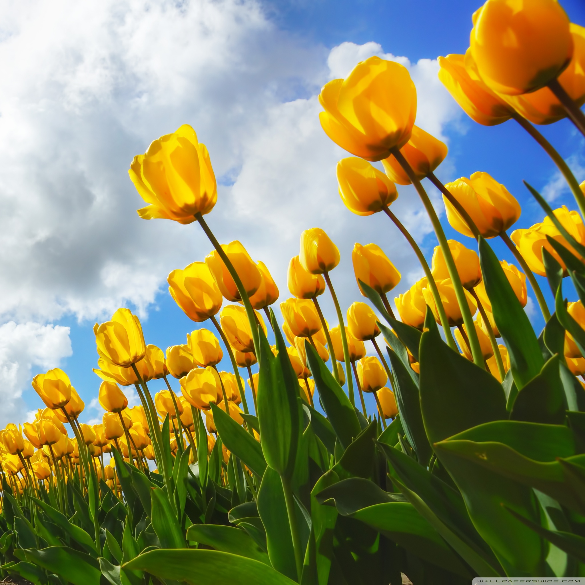 Spring 4k HD Desktop Wallpaper For Ultra Tv Wide