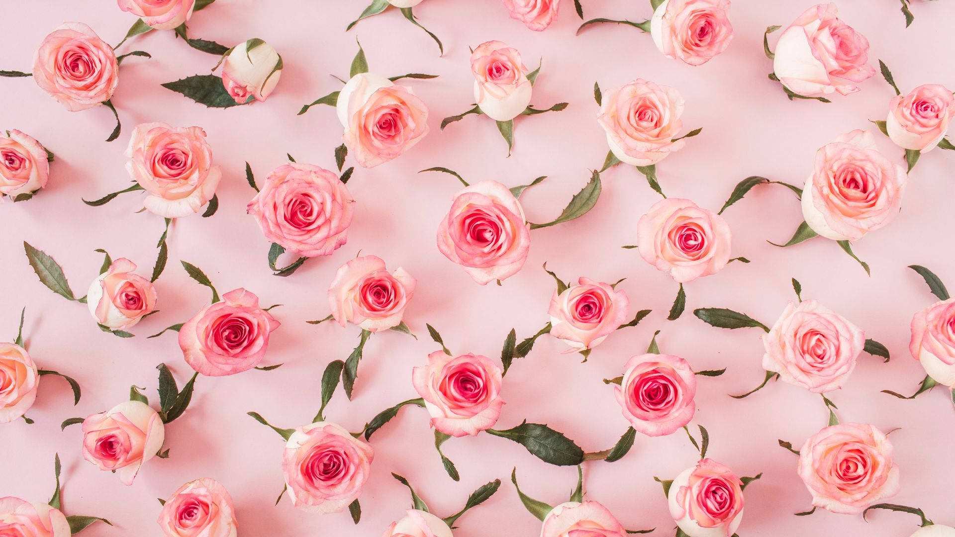 Baby Pink Wallpaper