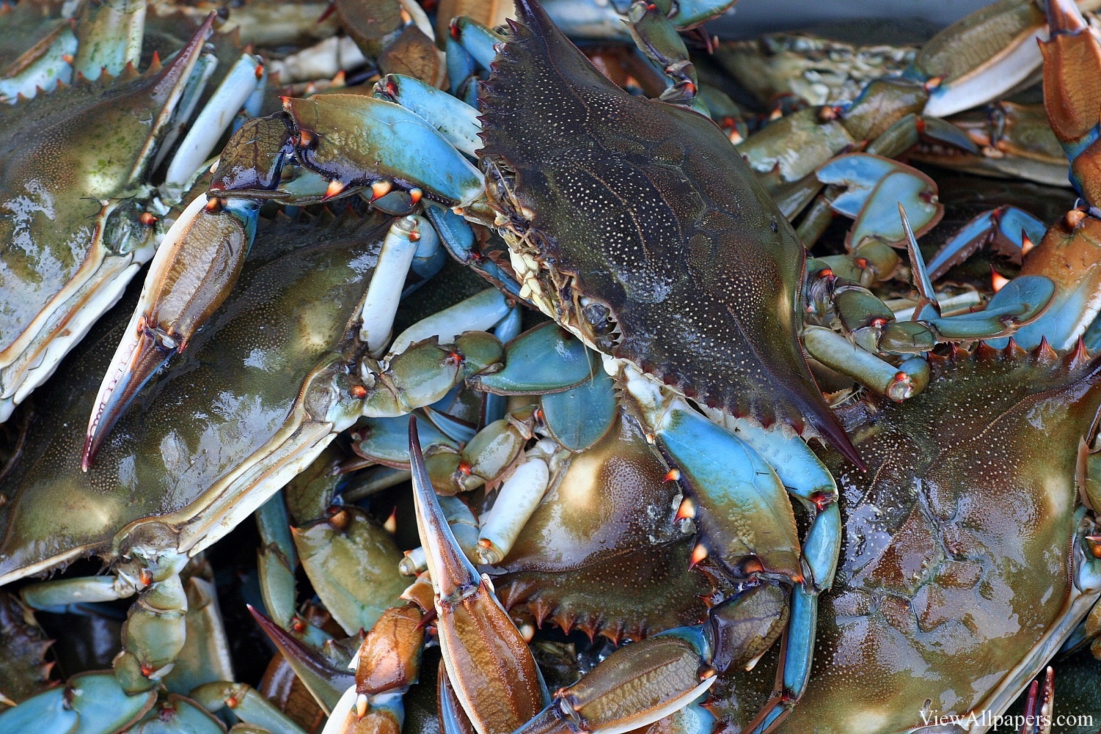 Blue Crab High Resolution Wallpaper Maryland