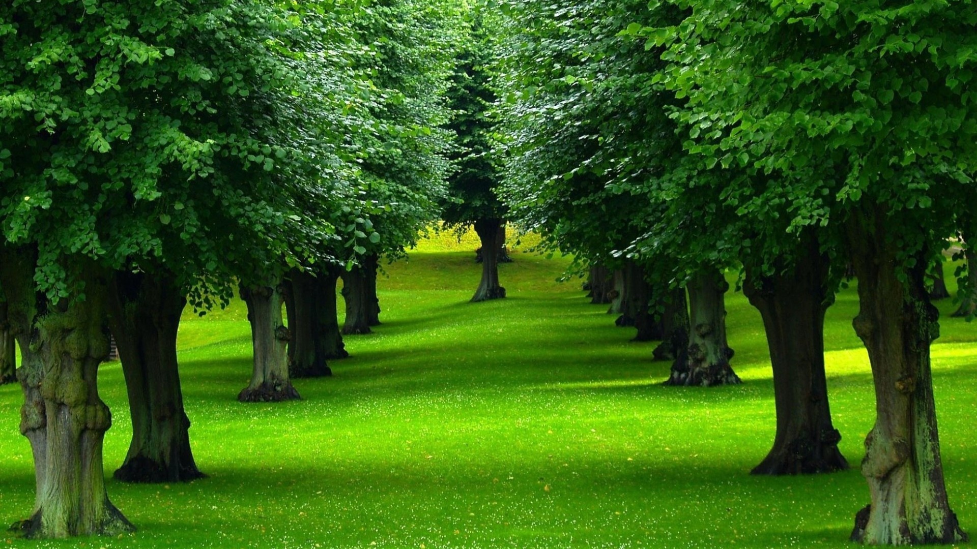 Trees the natural source of oxygen and the Earth the planet of