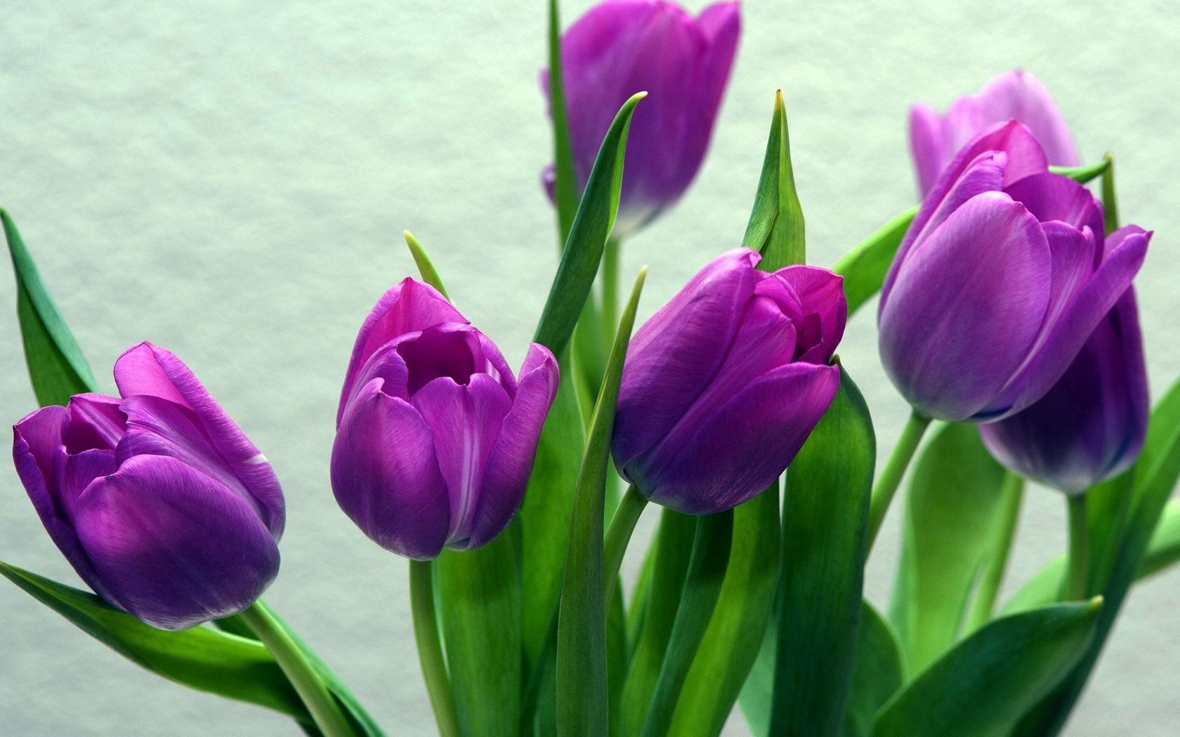 40 Purple Tulip Wallpapers WallpaperSafari 40 Purple Tulip Wallpapers WallpaperSafari
