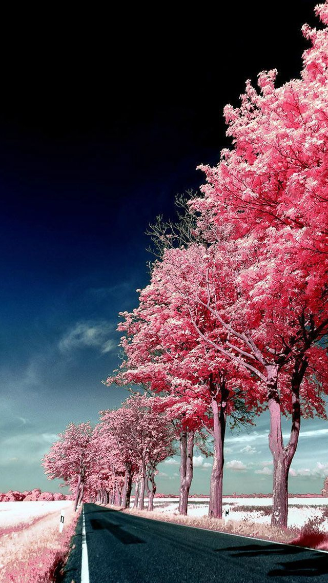 Roadside Pink Trees iPhone 5s Wallpaper