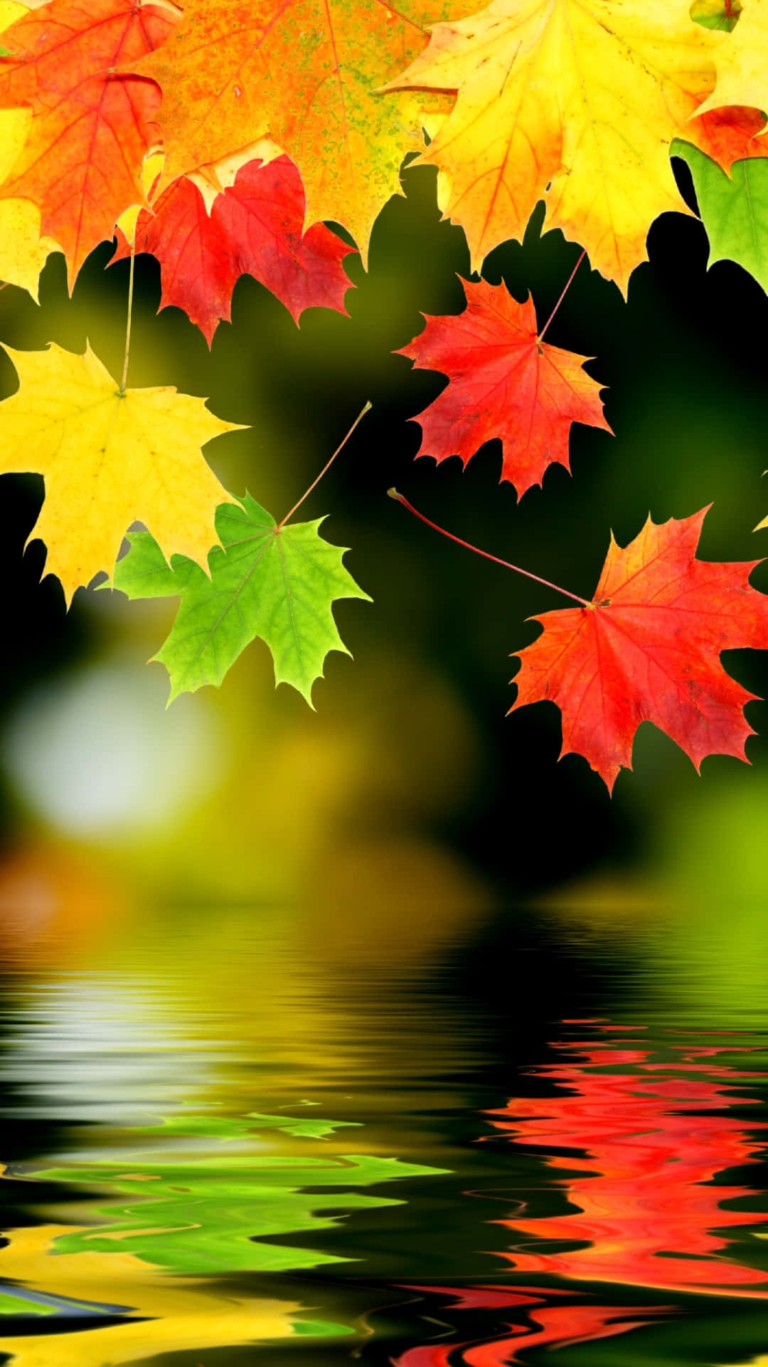 Autumn iPhone Plus With Falling Leaves Wallpaper