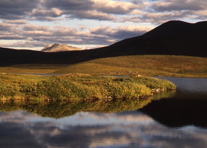 Tundra Background