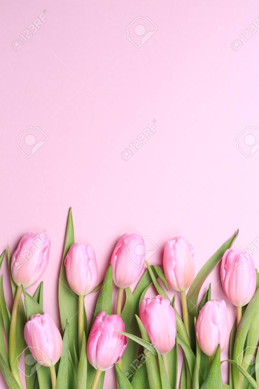 🔥 Free download Pink Tulips On The Pink Background Flat Lay Top View ...