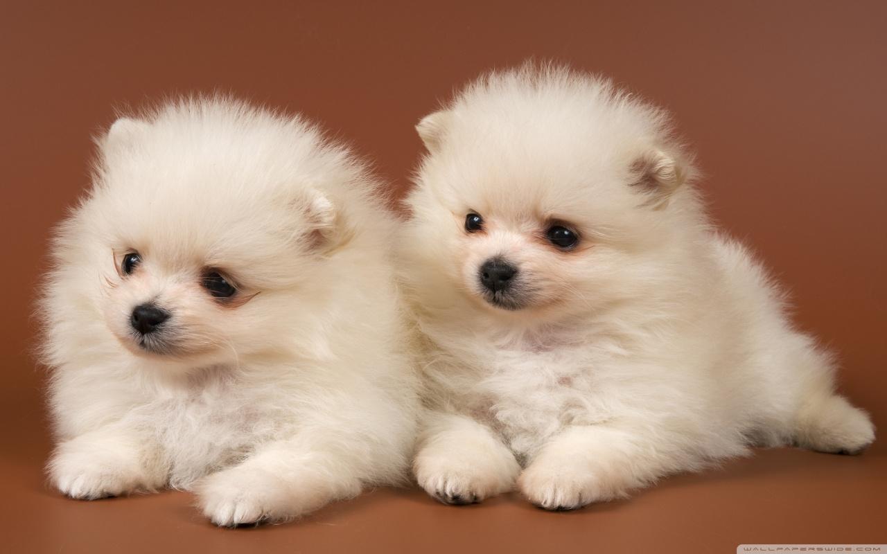 Cute Puppies Wallpaper The Wondrous Pics