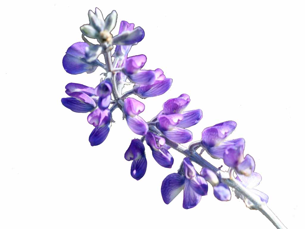 Lupine flower purple blue white background lupine