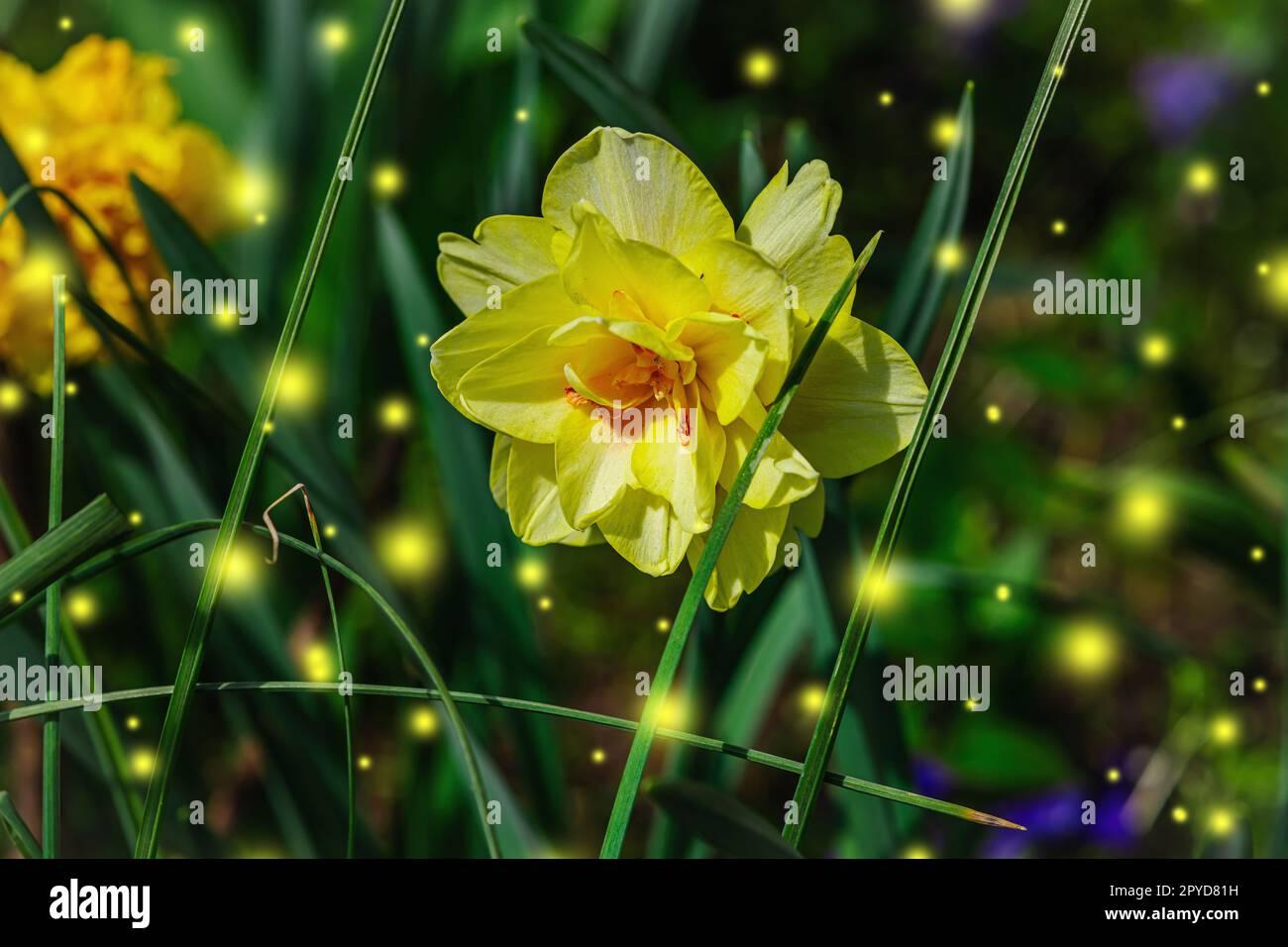 Blooming Daffodils Grow In The Garden Spring Gardening Outdoor