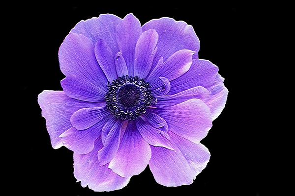 Flowers For Flower Lovers Anemone Wallpaper