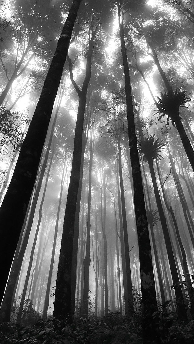 nature more search mystic forest iphone wallpaper tags fog forest