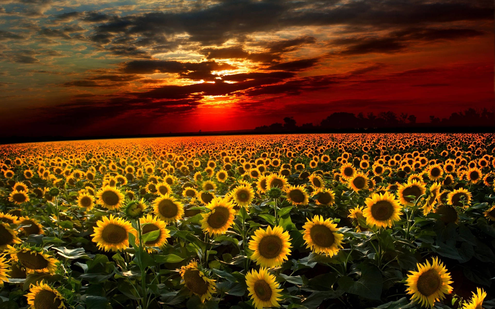 Sunflower Field Wallpaper