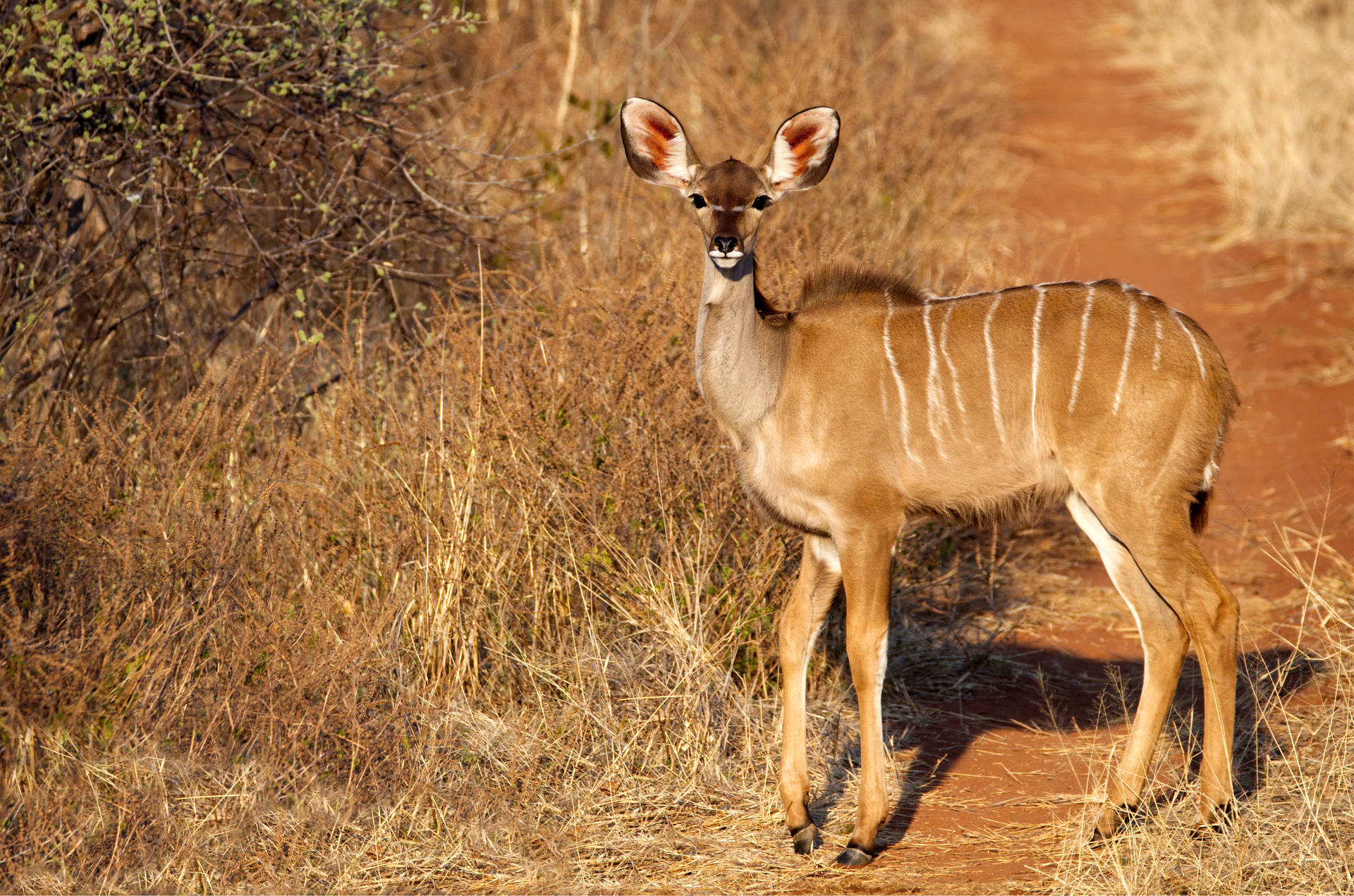 Top African Animals Wallpaper Full HD 4k To Use