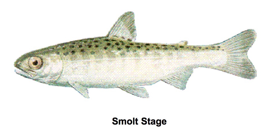 Chinook Salmon Alevin Image Pictures Becuo