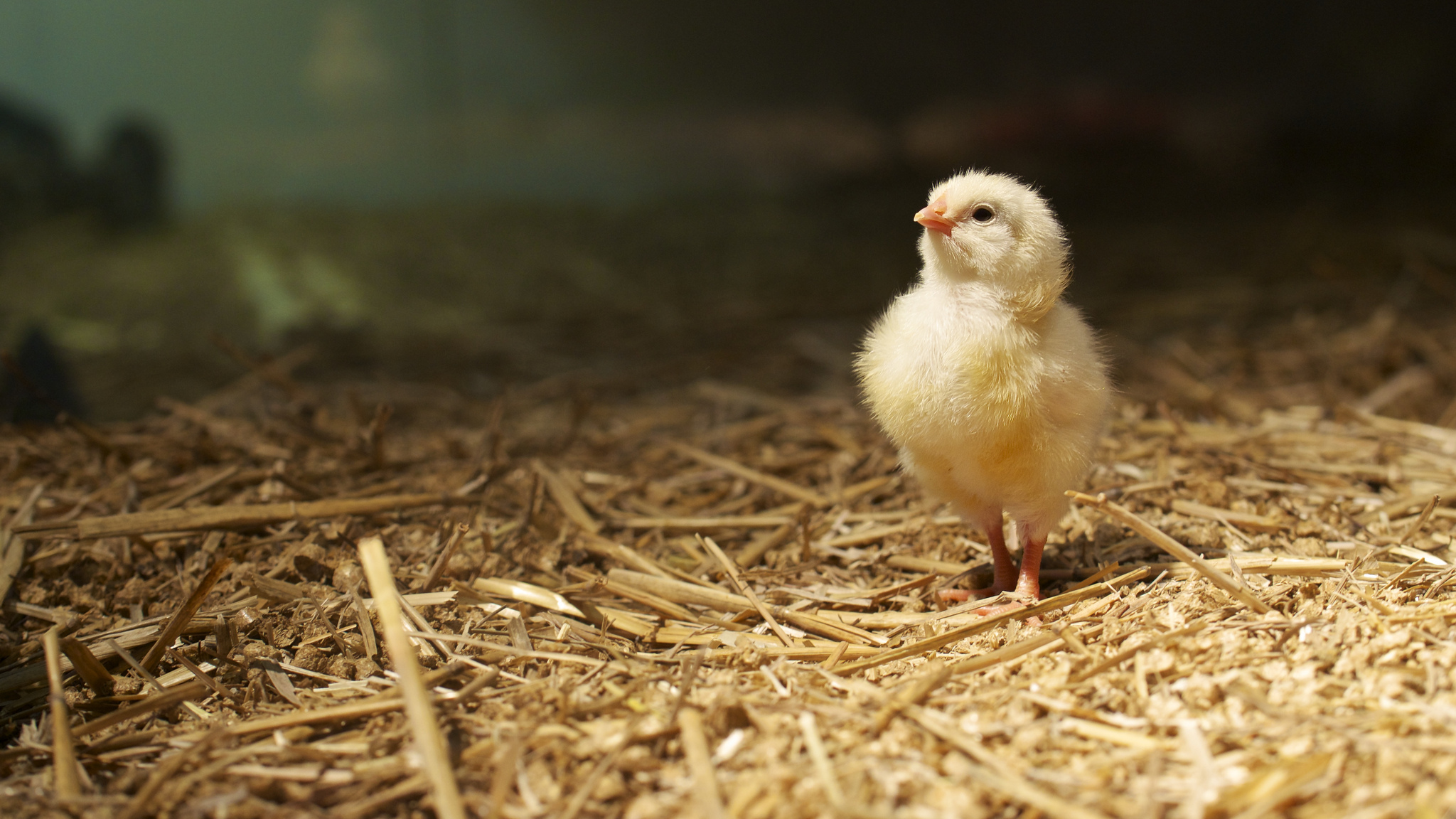 Chicken HD Wallpaper Background Image Id