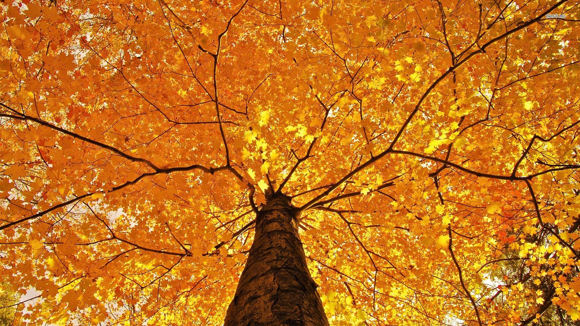 Fall Scenery Wallpaper