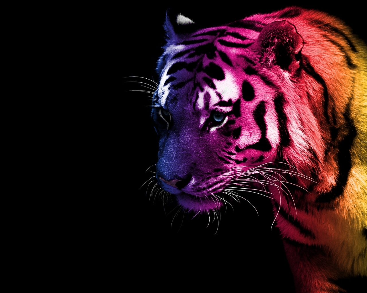 Tiger Wallpaper Animal Bengal Funny Jpg