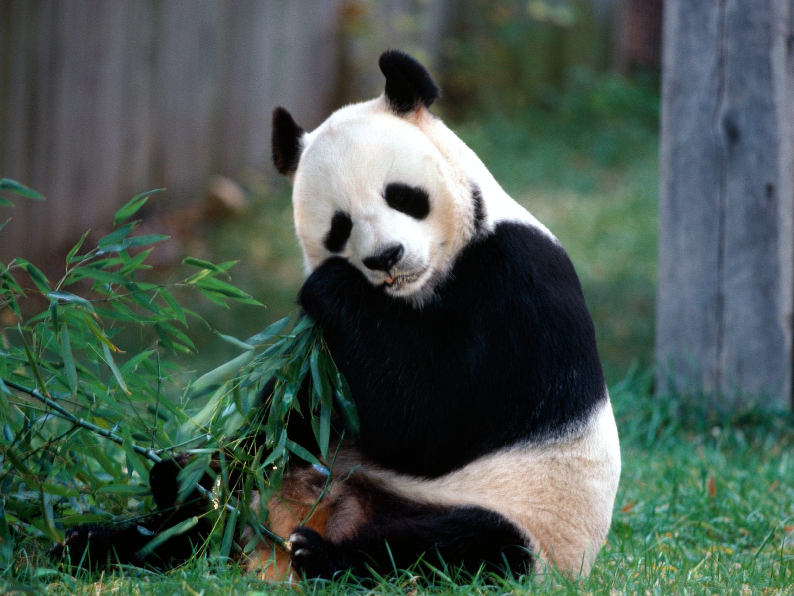 Desktop Wallpaper Gallery Animals Panda Bear