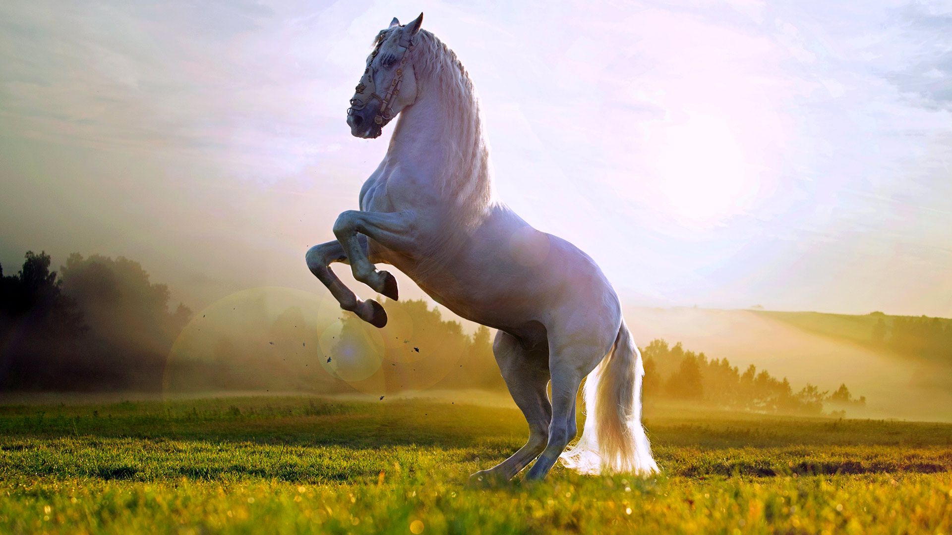 Beautiful white horse standing up wallpaper HD 1080p for Desktop 1920x1080