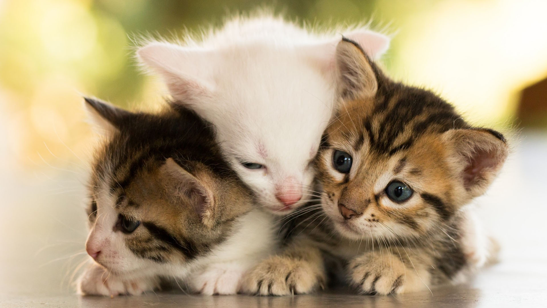 Cute Baby Cats Wallpaper Small Cat Couple Image HD
