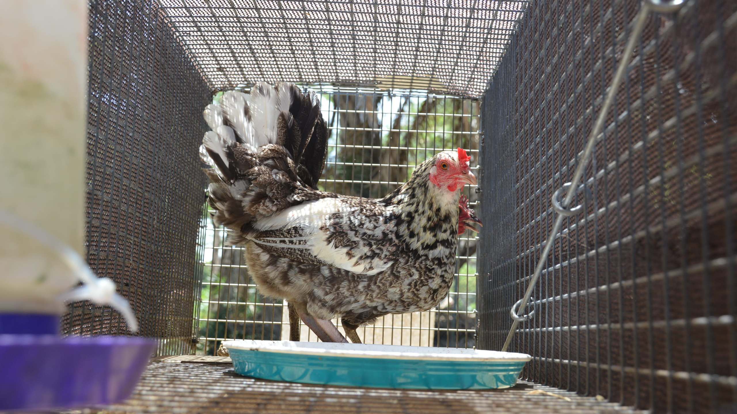 City Awards Contract For Feral Chicken Removal From Its Properties