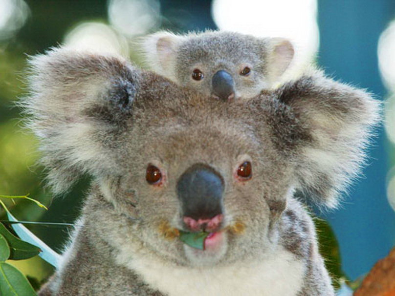 Koalas Wallpaper