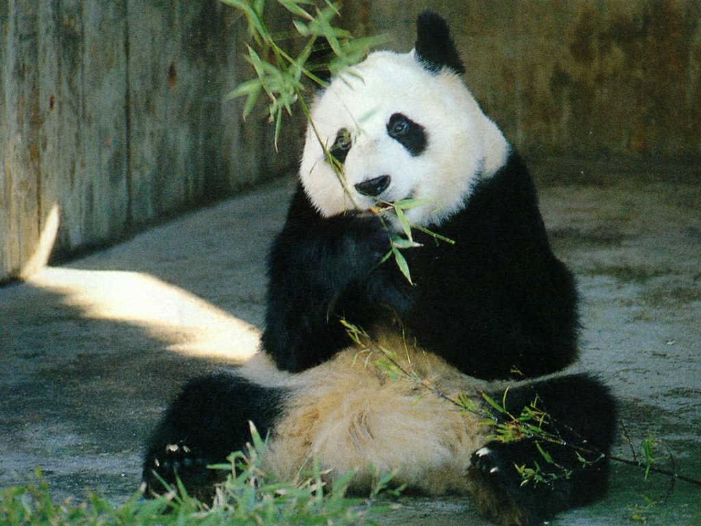 Funny Panda Desktop Wallpaper Animal