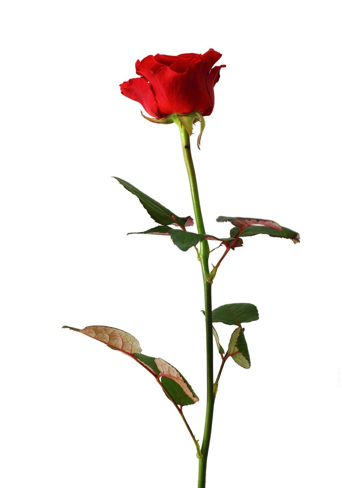 Rose With White Background