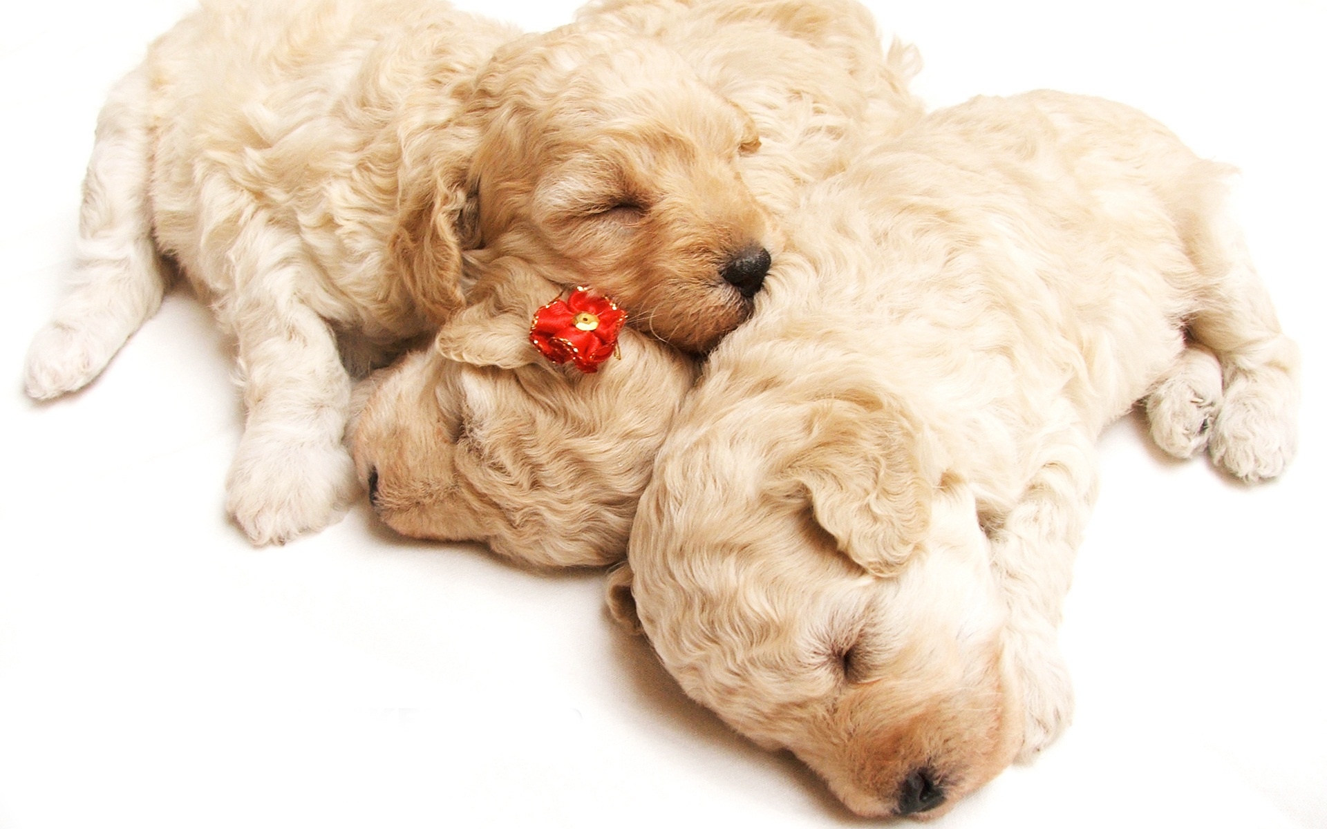 cute puppies sleeping background wallpapers 1920x1200