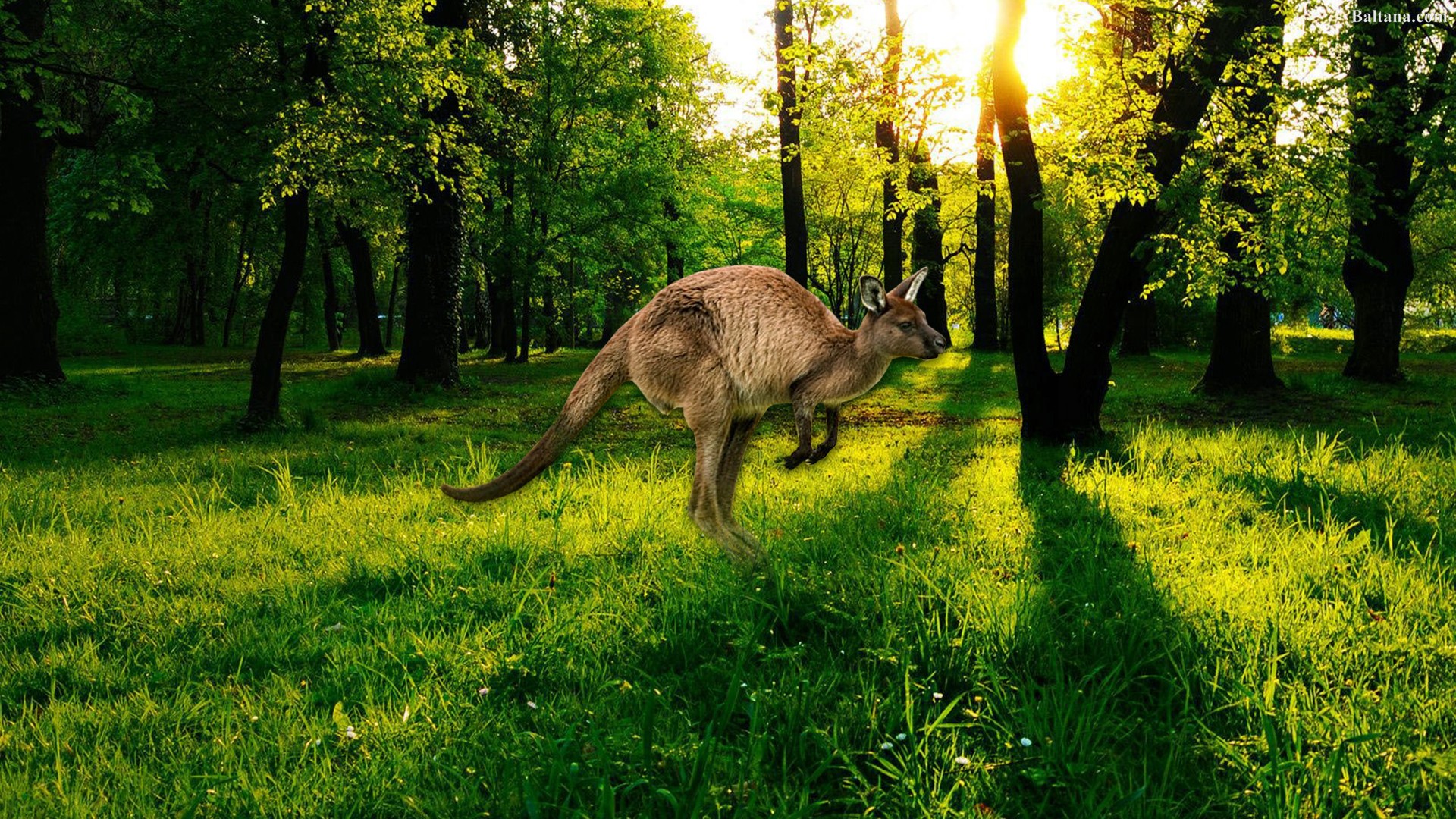 Kangaroo Background Wallpaper Baltana
