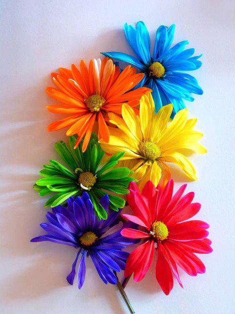 Colorful Flower Background Picture Wallpaper