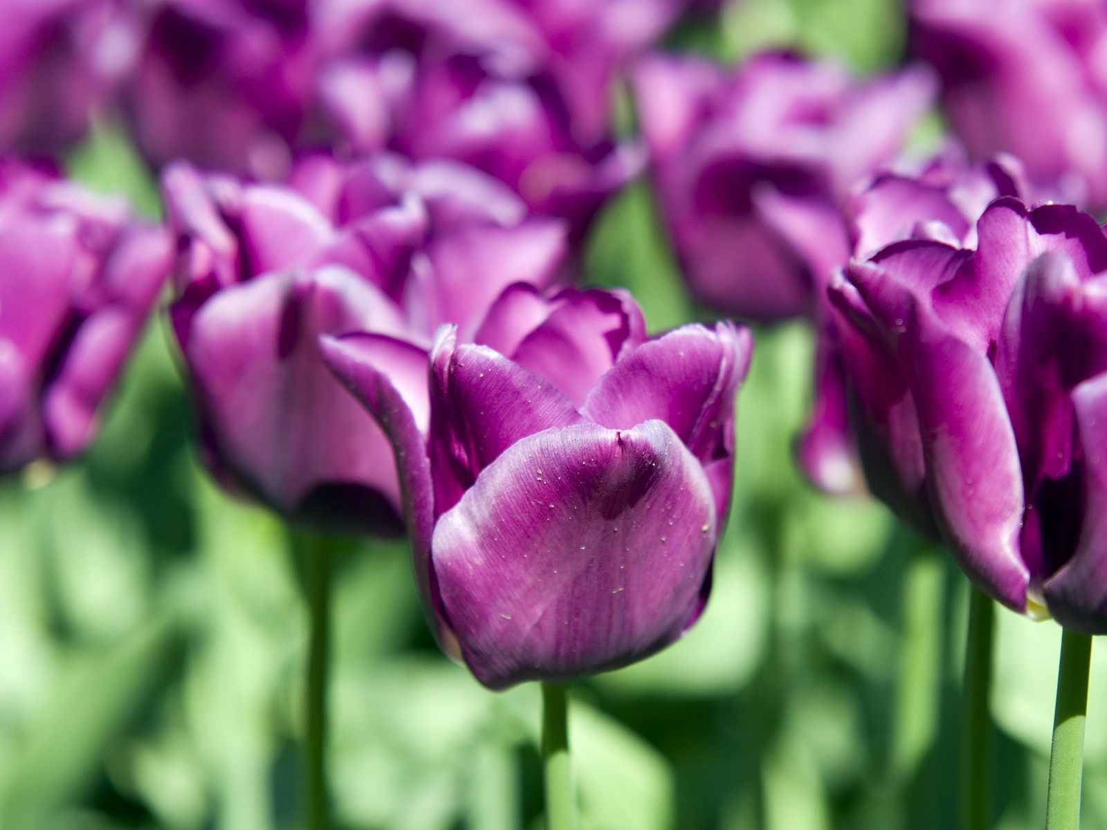 Development Purple Tulips Desktop Wallpaper Nr By Ihsan