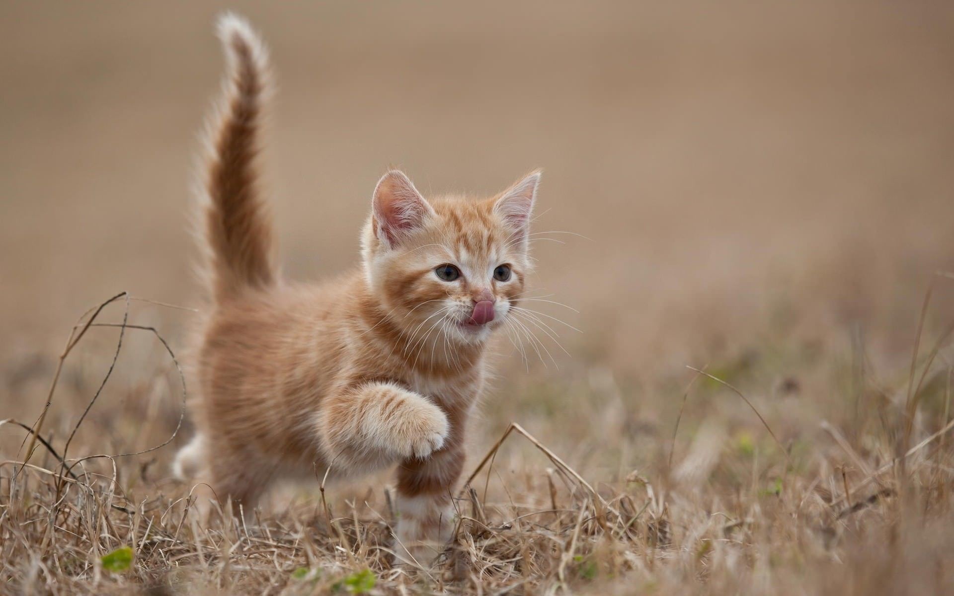 An adorable ginger kitten with its tongue out, playfully walking through a field of dry grass