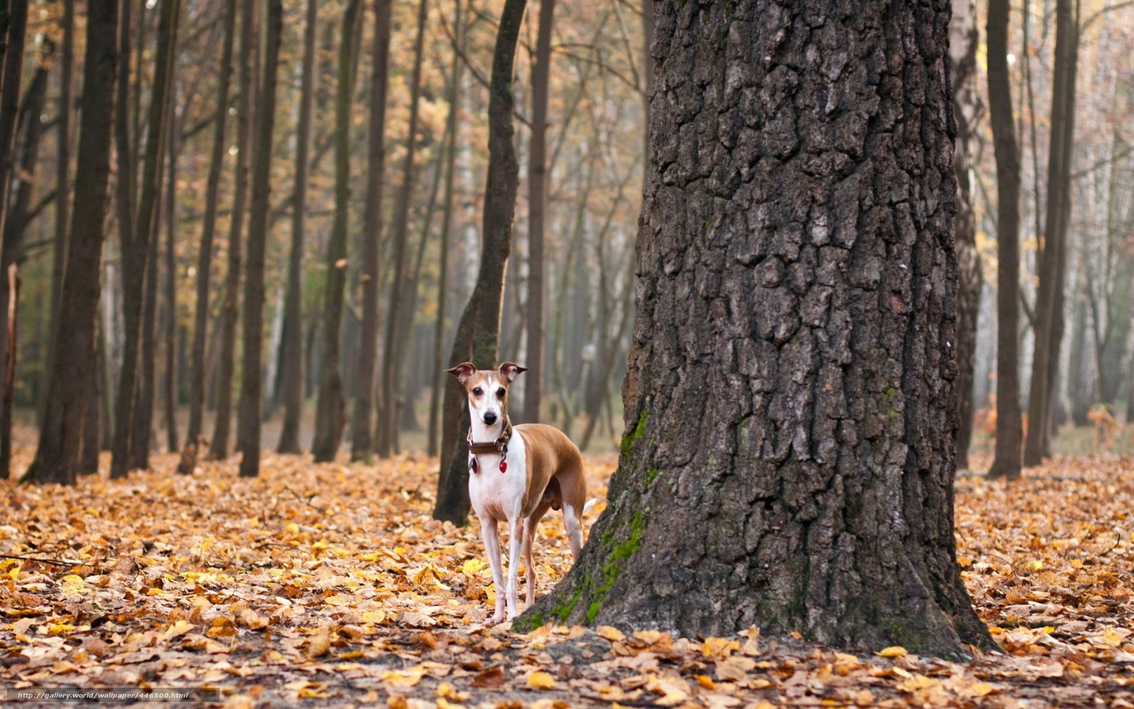 Download wallpaper dog leaves autumn free desktop wallpaper in the