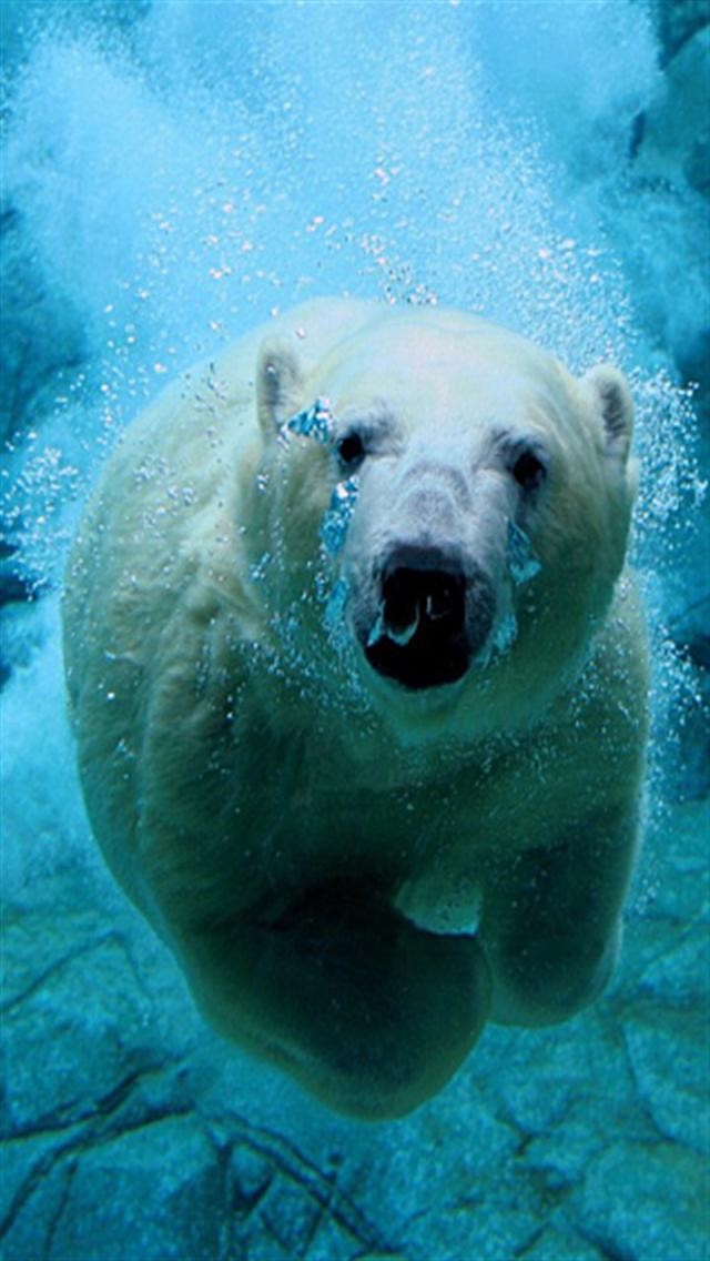  Polar Bear Animal iPhone Wallpapers iPhone 5s4s3G Wallpapers 640x1136